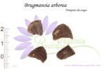 Graines de Brugmansia arborea, Graines de Trompette des anges
