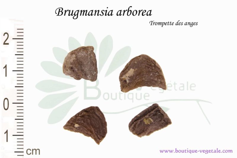 Graines de Brugmansia arborea, Brugmansia arborea seeds
