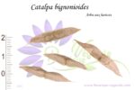 Graines de Catalpa bignonioides, Catalpa bignonioides seeds, Graines d'Arbre aux haricots