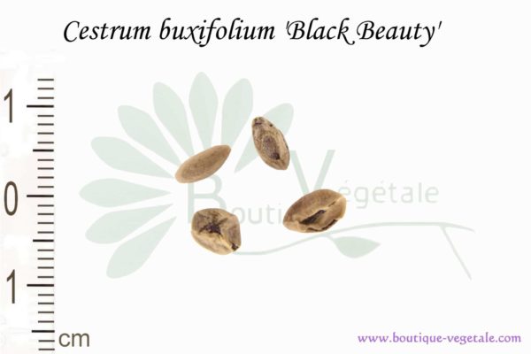 Graines de Cestrum buxifolium var. Black Beauty, Cestrum buxifolium var. Black Beauty seeds