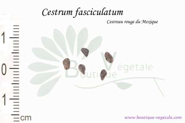 Graines de Cestrum fasciculatum, Cestrum fasciculatum seeds
