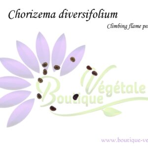 Graines de Chorizema diversifolium, Chorizema diversifolium seeds