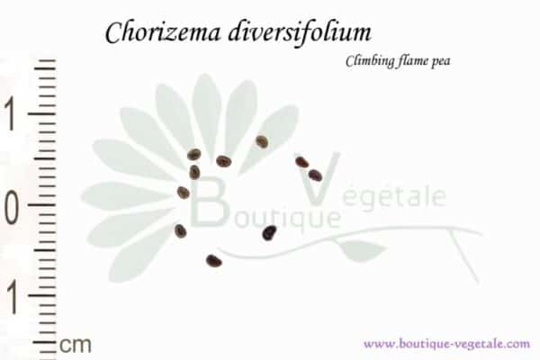 Graines de Chorizema diversifolium, Chorizema diversifolium seeds