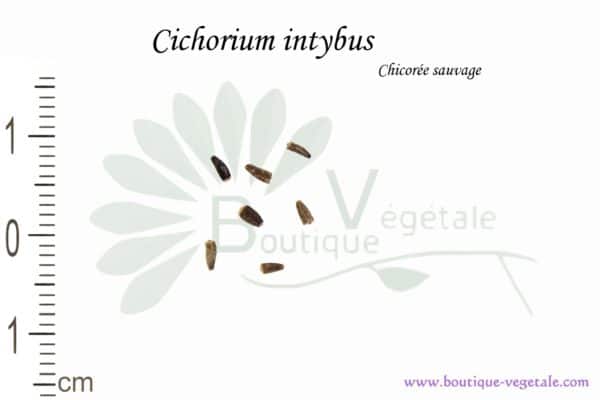 Graines de Cichorium intybus, Cichorium intybus seeds