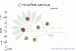 Graines de Coriandrum sativum, Coriandrum sativum seeds