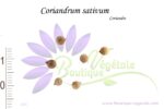 Graines de Coriandrum sativum, Graines de Coriandre
