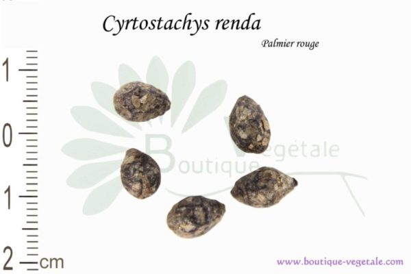 Graines de Cyrtostachys renda, Cyrtostachys renda seeds