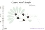 Graines de Datura metel 'Purple', Datura metel 'Purple' seeds