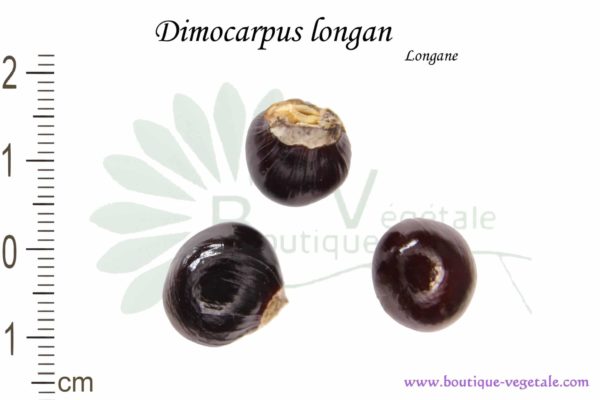 Graines de Dimocarpus longan, Dimocarpus longan seeds