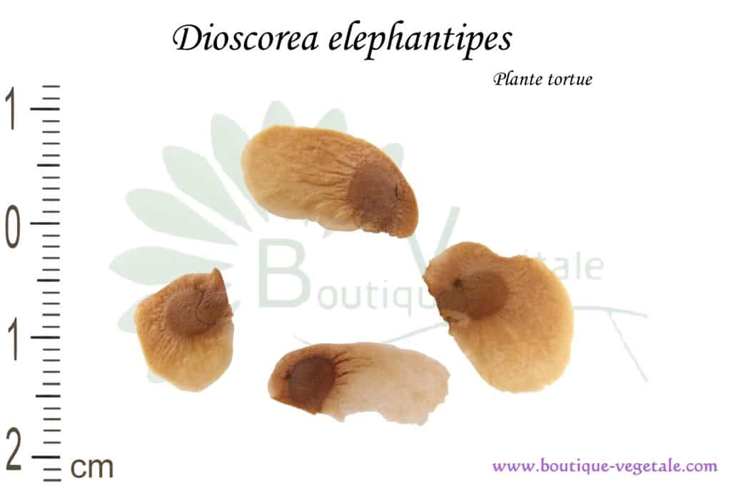 Graines de Dioscorea elephantipes, Dioscorea elephantipes seeds