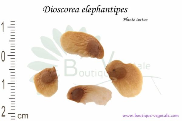 Graines de Dioscorea elephantipes, Dioscorea elephantipes seeds
