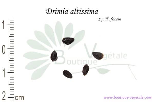 Graines de Drimia altissima, Drimia altissima seeds