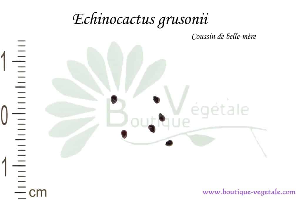 Graines d'Echinocactus grusonii, Echinocactus grusonii seeds