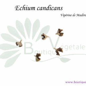Graines d'Echium candicans, Echium candicans seeds