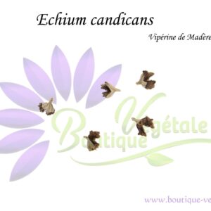 Graines d'Echium candicans, Graines de Viperine de Madère, semences d'Echium candicans