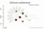 Graines d'Elettaria cardamomum, Elettaria cardamomum seeds