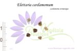 Graines d'Elettaria cardamomum ou Cardamome aromatique