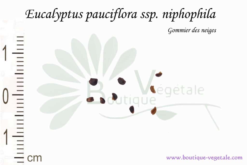 Graines d'Eucalyptus pauciflora ssp. niphophila, Eucalyptus pauciflora ssp. niphophila seeds
