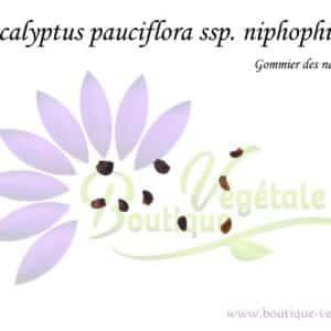 Graines d'Eucalyptus pauciflora ssp. niphophila, Eucalyptus pauciflora ssp. niphophila seeds, Graines de Gommier des neiges