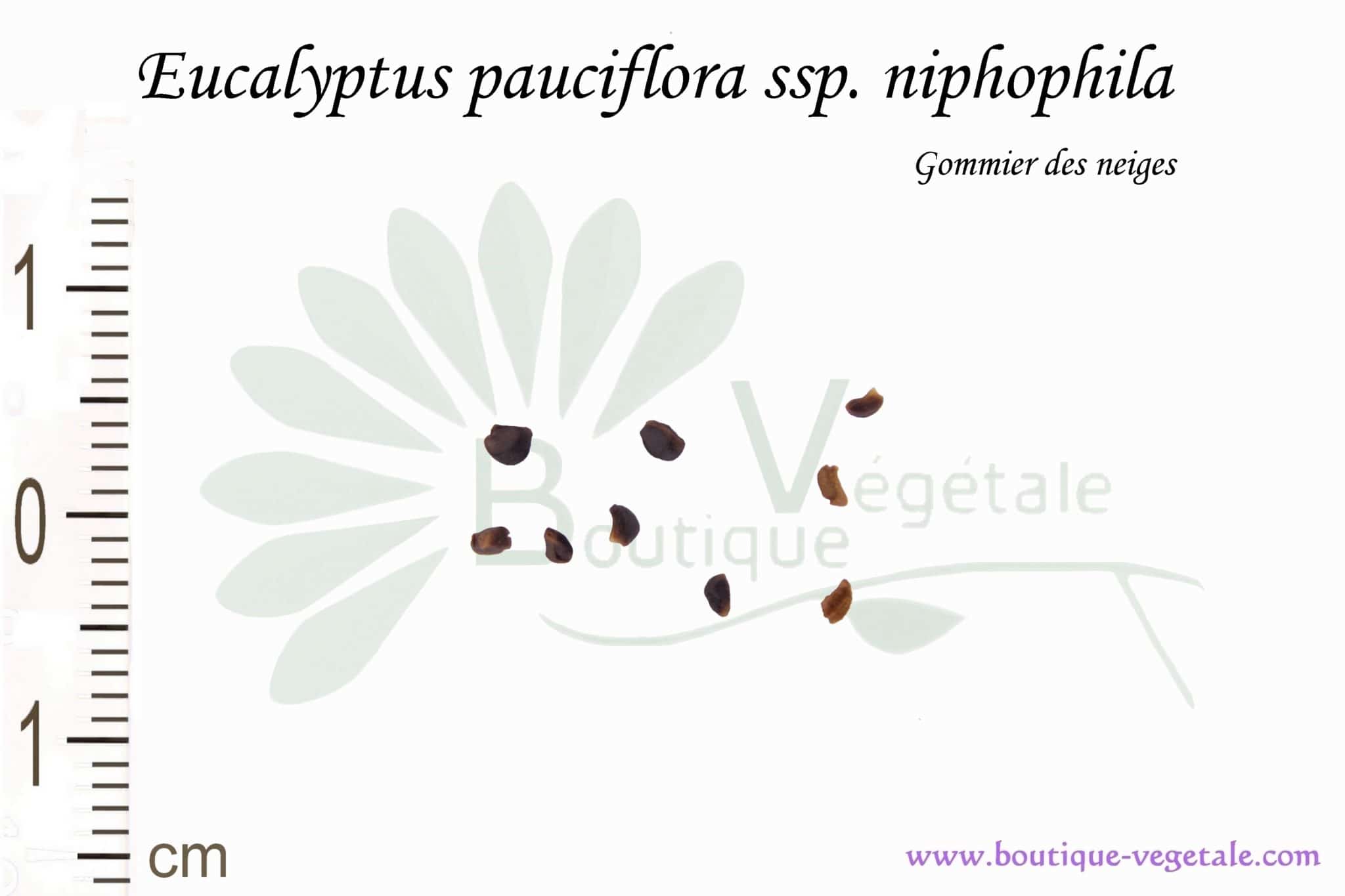 35 GRAINES HIVER acharné ! eucalyptus pauciflora Niphophila de neige-Eucalyptus