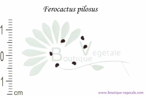 Graines de Ferocactus pilosus, Ferocactus pilosus seeds