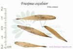 Graines de Fraxinus excelsior, Fraxinus excelsior seeds