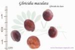 Graines de Gliricidia maculata, Gliricidia maculata
