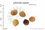 Graines de Gliricidia sepium, Gliricidia sepium seeds