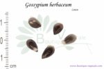 Graines de Gossypium herbaceum, Gossypium herbaceum seeds