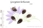 Graines de Gossypium herbaceum, Graines de Cotonnier, Semences de Gossypium herbaceum