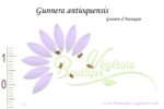 Graines de Gunnera antioquensis, Graines de Gunnère d'Antioquia, Semences de Gunnera antioquensis