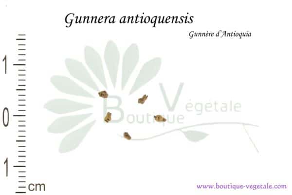Graines de Gunnera antioquensis, Gunnera antioquensis seeds