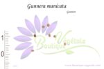Graines de Gunnera manicata, Graines de Gunnère, Semences de Gunnera manicata