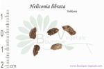 Graines d'Heliconia librata, Heliconia librata seeds