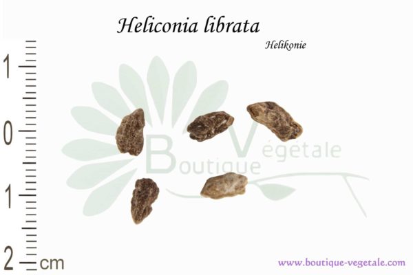 Graines d'Heliconia librata, Heliconia librata seeds
