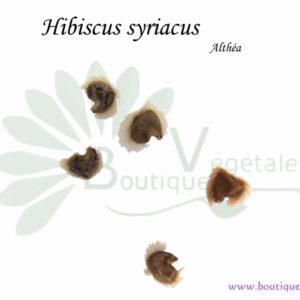 Graines d'Hibiscus syriacus, Hibiscus syriacus seeds