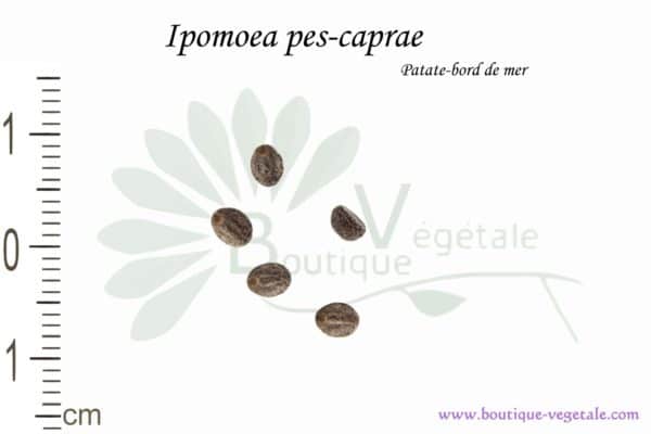 Graines d'Ipomoea pes-caprae, Ipomoea pes-caprae seeds