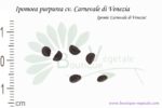 Graines d'Ipomoea purpurea cv. Carnevale di Venezia, Ipomoea purpurea cv. Carnevale di Venezia seeds