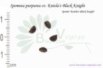 Graines d'Ipomoea purpurea cv. Kniola's Black Knight