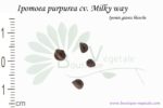 Graines d'Ipomoea purpurea cv. Milky Way, Ipomoea purpurea cv. Milky Way seeds