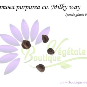 Graines d'Ipomoea purpurea cv. Milky Way, Graines d'Ipomée Géante blanche