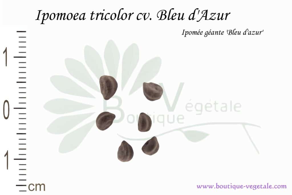Graines d'Ipomoea tricolor cv. Bleu d'Azur, Ipomoea tricolor cv. Bleu d'Azur seeds