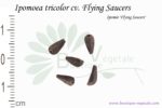 Graines d'Ipomoea tricolor cv. Flying Saucers, Ipomoea tricolor cv. Flying Saucers seed
