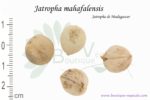 Graines de Jatropha mahafalensis