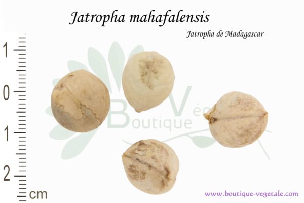Graines de Jatropha mahafalensis