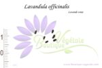 Graines de Lavandula officinalis, Graines de Lavande vraie