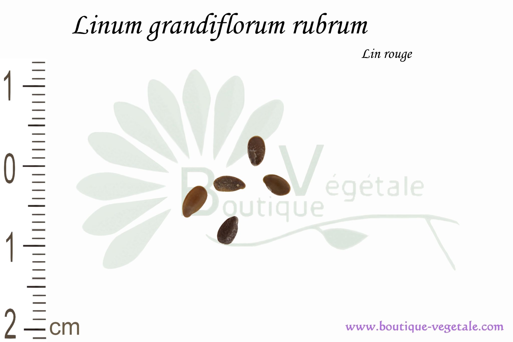 Other & unclassified - Ancien sachet de graines (vide à remplir) pour  commerce horticole grainetier Lin à grande fleur rouge Plante linum