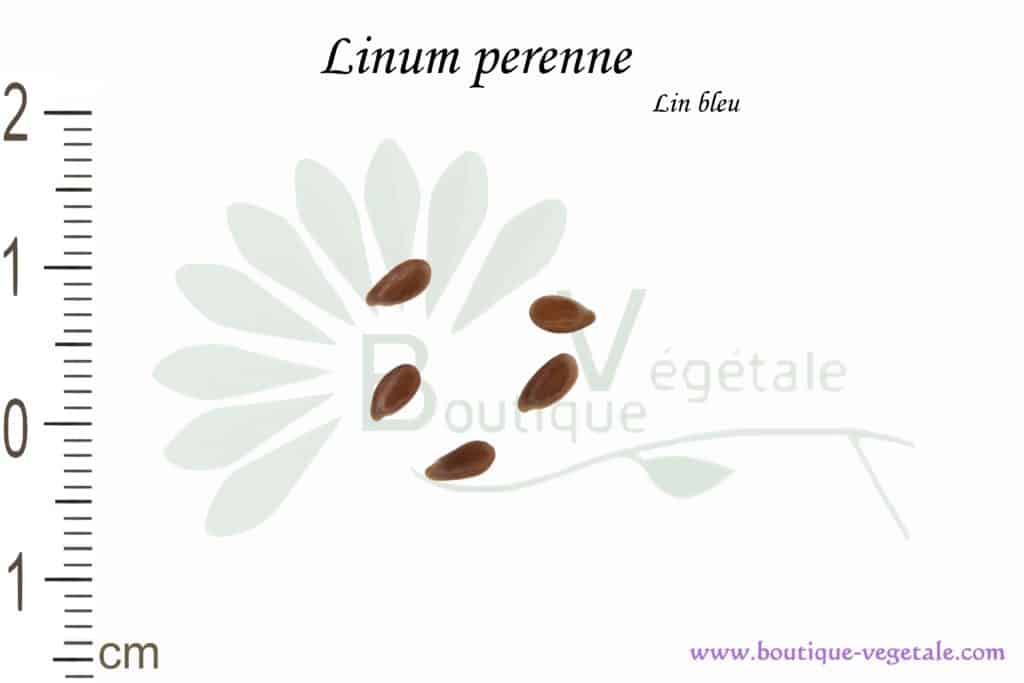 Graines de Linum perenne, Linum perenne seeds