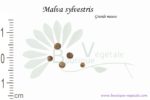 Graines de Malva sylvestris, Malva sylvestris seeds
