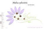 Graines de Malva sylvestris, Graines de Grande mauve